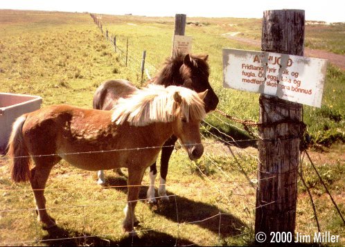 Icelandic Horses 1997 Jim Miller - Unknown P/S, Fuji HG 200