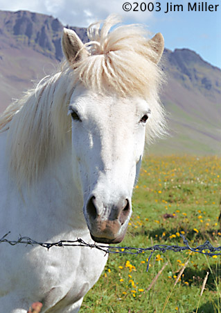 White Icelandic Horse 2003 Jim Miller - Canon Elan 7e, Canon EF 28mm f2.8, Fuji Superia 100