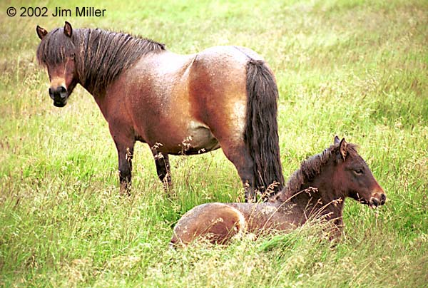 Wet Icelandic Horses 2002 Jim Miller - Canon Elan 7e, Canon 75-300mm USM, Fuji Superia 100