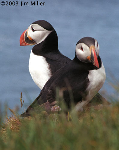 Atlantic Puffin 2003 Jim Miller - Canon Elan 7e, Canon 75-300mm USM, Fuji Superia 100