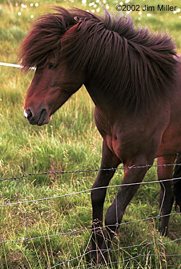 Icelandic Horse Profile 2002 Jim Miller - Canon Elan 7e, Canon 75-300mm USM, Fuji Superia 100