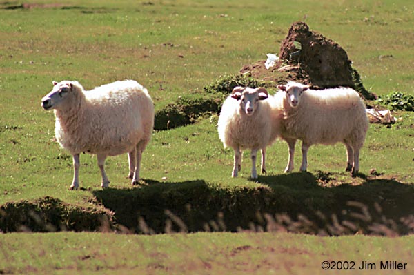 Momma/Lambs 2002 Jim Miller - Canon Elan 7e, Canon 75-300mm USM, Kodak Gold 100