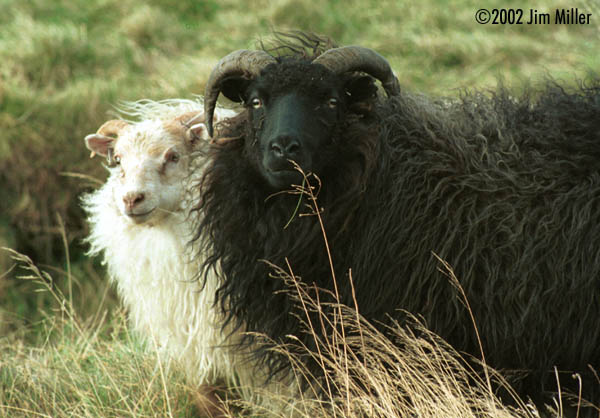 Icelandic Sheep 2002 Jim Miller - Canon Elan 7e, Canon 75-300mm USM, Kodak Gold Max 800