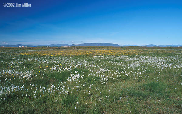 Arctic Cotton and Flowers  2002 Jim Miller - Canon Elan 7e, Canon 28mm f2.8, Fuji Sensia 100 
