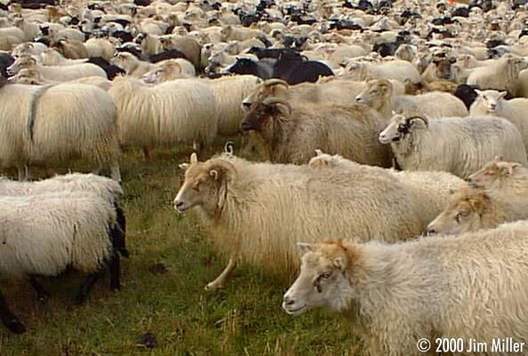 Grindavk Sheep Roundup  1998 Jim Miller - Olympus D-220L