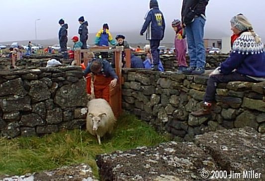 Icelandic Sheep Catching  1998 Jim Miller - Olympus D-220L