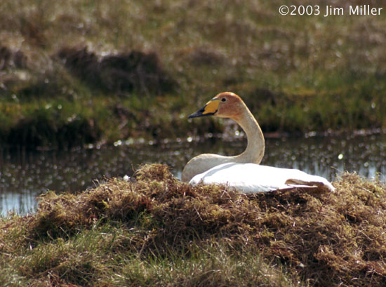 Nesting Whooper Swan 2003 Jim Miller - Canon Elan 7e, Canon 75-300mm USM, Fuji Superia 100
