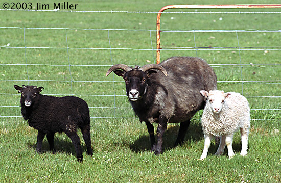 Momma/Lambs 2003 Jim Miller - Canon Elan 7e, Canon 75-300mm USM, Kodak Gold 100