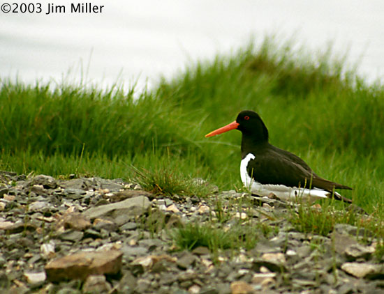 Oystercatcher 2003 Jim Miller - Canon Elan 7e, Canon 75-300mm USM, Fuji Superia 100