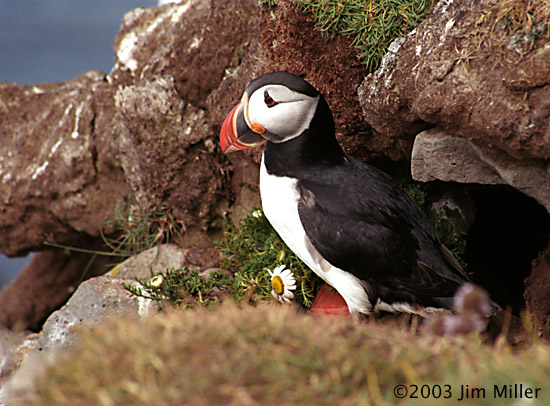 Atlantic Puffin 2003 Jim Miller - Canon Elan 7e, Canon 75-300mm USM, Fuji Superia 100