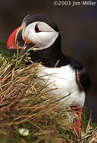 Atlantic Puffin 2003 Jim Miller - Canon Elan 7e, Canon 75-300mm USM, Fuji Superia 100