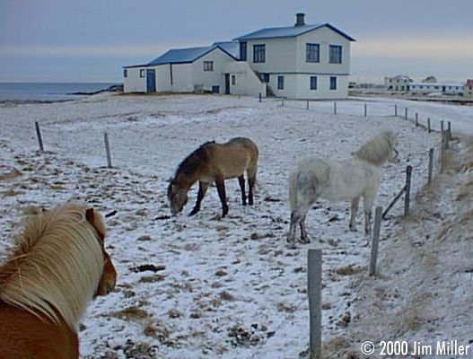 Icelandic Horses in the Snow  1998 Jim Miller - Olympus D-220L