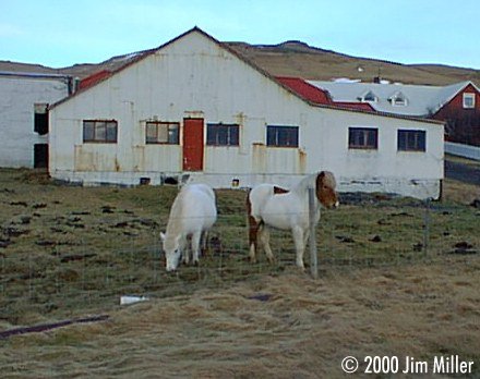 Icelandic Horses 1998 Jim Miller - Olympus D-220L