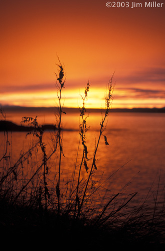 Winter Sunset  2003 Jim Miller - Canon Elan 7e, Canon 50mm f2.5 Macro, Fuji Sensia 100