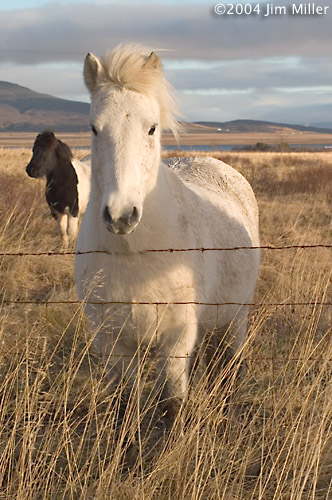 White Horse in Autumn 2004 Jim Miller - Canon 10D, Canon EF 50mm Macro f2.5