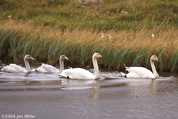 Whooper Swan Family 2004 Jim Miller - Canon Elan 7e, Canon EF 75-300mm USM, Fuji Superia 100