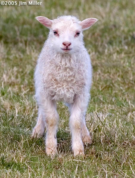 Lamb 2005 Jim Miller - Canon 10D, Canon EF 300mm f4 L