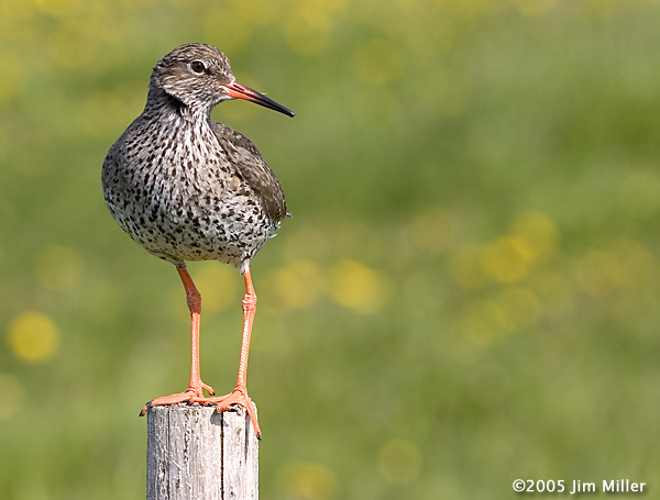 Redshank 2005 Jim Miller - Canon 10D, Canon EF 300mm f4 L
