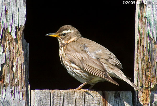 Redwing 2005 Jim Miller - Canon 10D, Canon EF 300mm f4 L