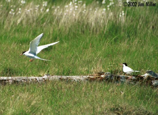 Arctic Terns 2002 Jim Miller - Canon Elan 7e, EF 75-300mm USM, Kodak Gold 100