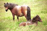 Wet Icelandic Horses