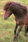 Icelandic Horse