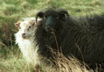 Icelandic Sheep