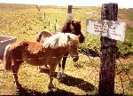 Icelandic Horses