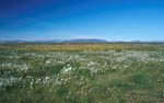 Arctic Cotton