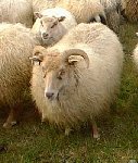 Sheep