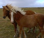 Icelandic Horses