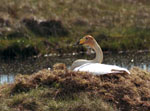 Nesting Whooper Swan