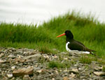 Oystercatcher