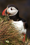 Puffin