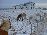 Icelandic Horses