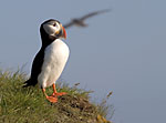 Puffin w/Silhouette