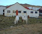 Icelandic Horses