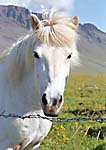 White Icelandic Horse