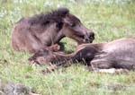 Icelandic Horses