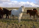 Icelandic Horses