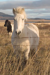 White Horse in Autumn