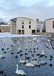 Tjrnin, Swans, and City Hall