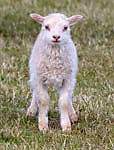Lamb