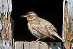 Redwing