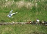 Arctic Terns